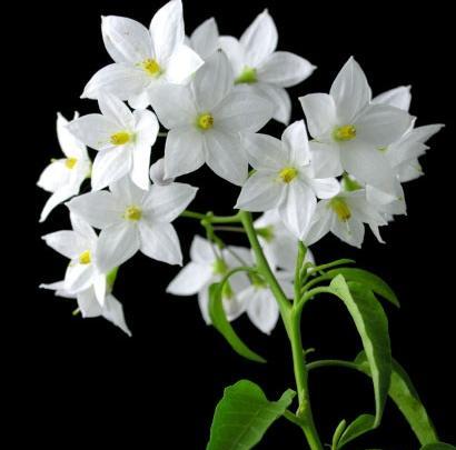 عکس از گل یاسمن