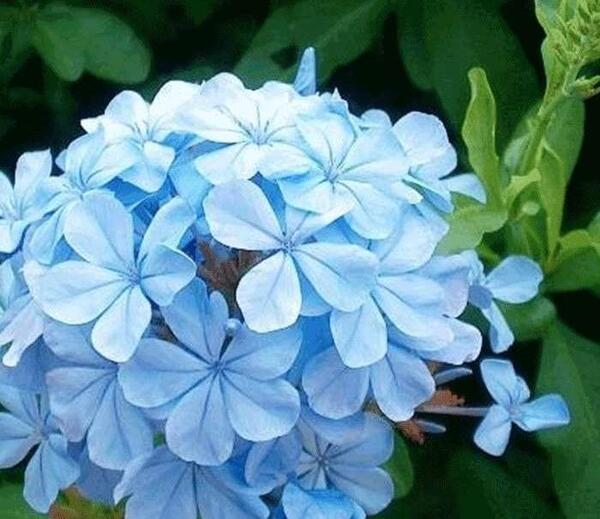 عکس از گل یاسمن