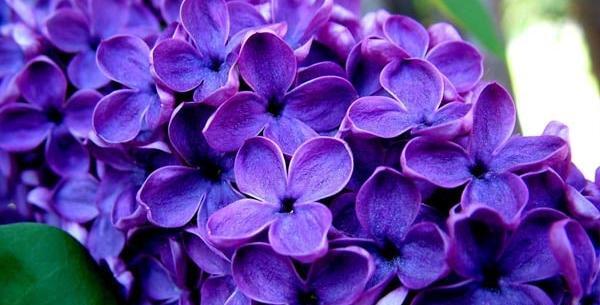 عکس از گل یاسمن