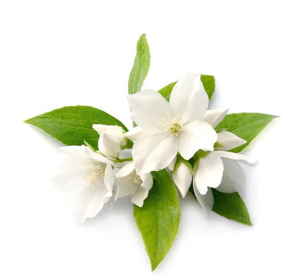 عکس از گل یاسمن