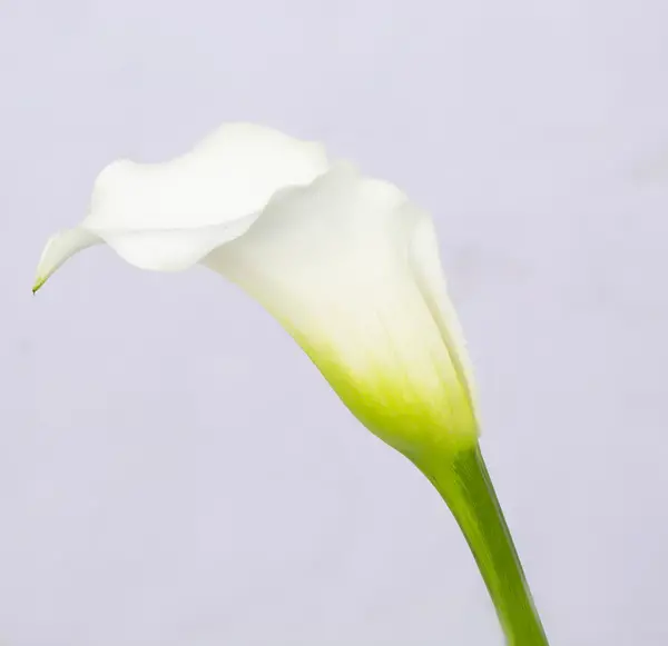 عکس گل شیپوری بزرگ