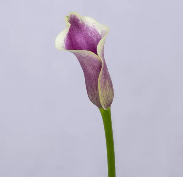 عکس گل شیپوری بزرگ