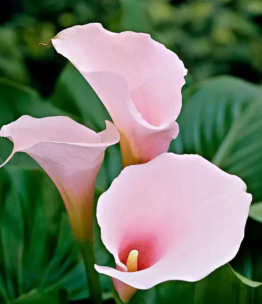 عکس گل شیپوری بزرگ