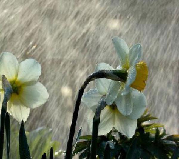 عکس گل نرگس در باران برای پروفایل