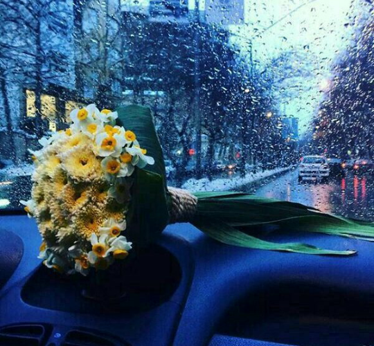 عکس گل نرگس در باران برای پروفایل
