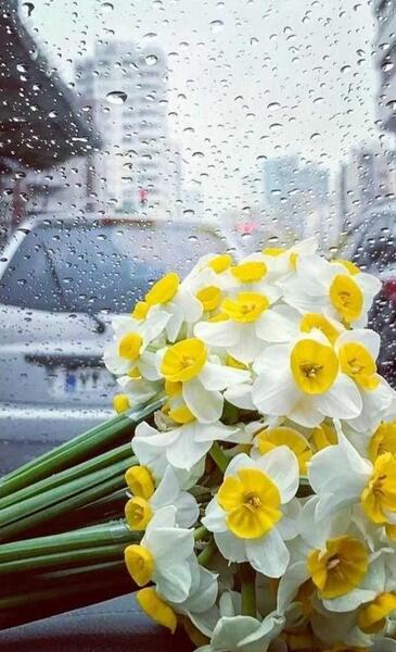 عکس گل نرگس در باران برای پروفایل