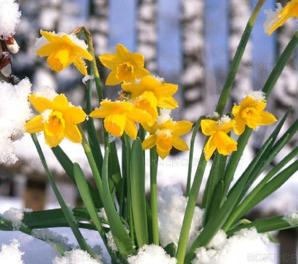 عکس گل نرگس در باران برای پروفایل
