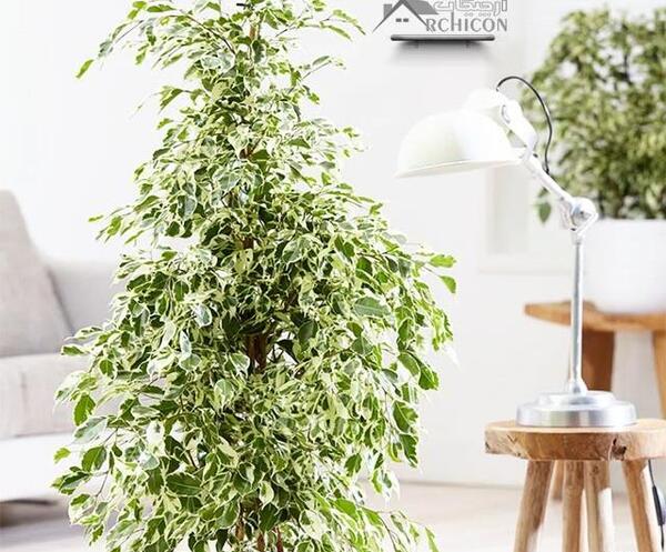 عکس گل فیکوس بنجامین