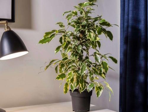 عکس گل فیکوس بنجامین