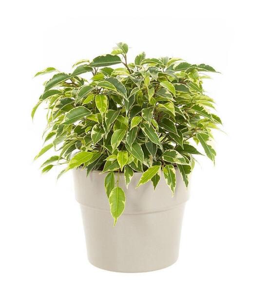 عکس گل فیکوس بنجامین