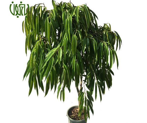 عکس گل فیکوس بنجامین