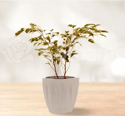 عکس گل فیکوس بنجامین