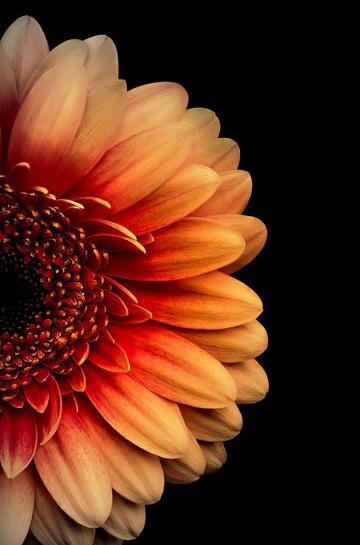 عکس گل خیلی زیبا برای تصویر زمینه