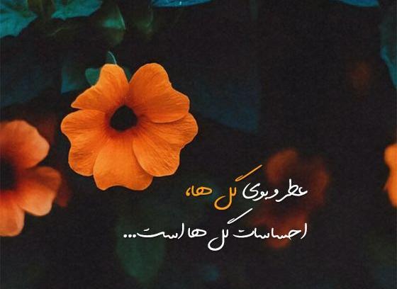 زیباترین عکس گل نوشته دار