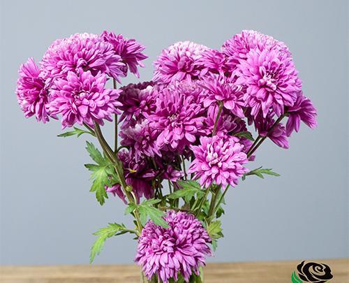 عکس گل داوودی مینیاتوری