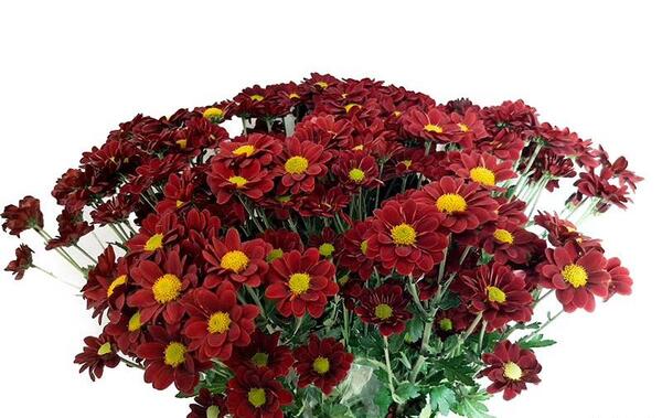 عکس گل داوودی مینیاتوری