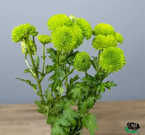 عکس گل داوودی مینیاتوری