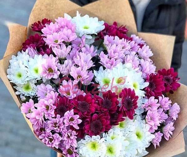 عکس گل داوودی مینیاتوری