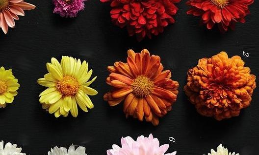 عکس گل داوودی مینیاتوری