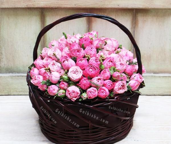 عکس گل داوودی مینیاتوری