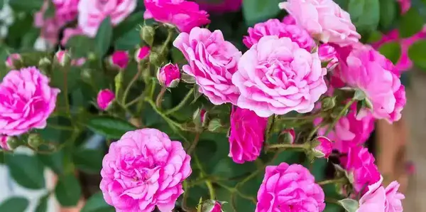 عکس گل داوودی مینیاتوری