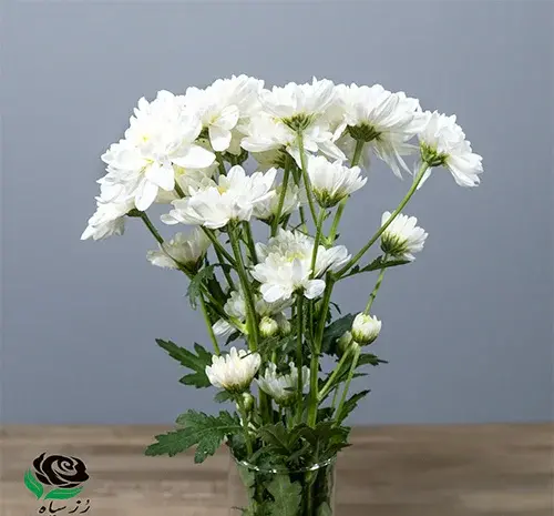 عکس گل داوودی مینیاتوری