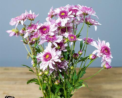 عکس گل داوودی مینیاتوری