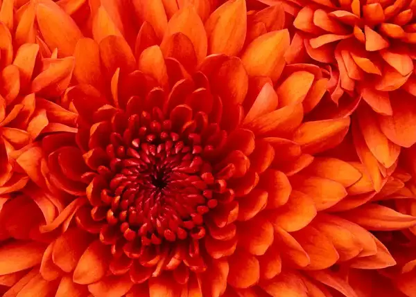 عکس گل داوودی مینیاتوری
