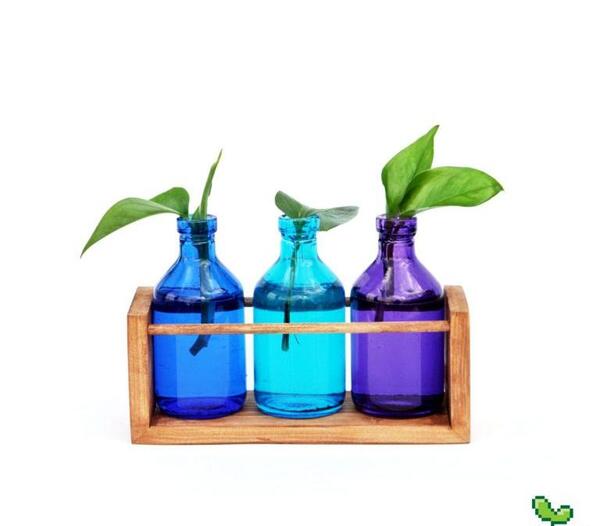 عکس گل پتوس در شیشه
