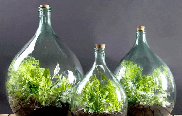 عکس گل پتوس در شیشه