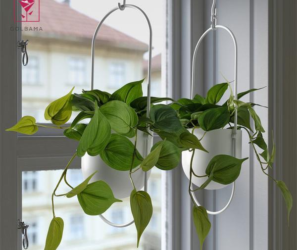 عکس گل پتوس در شیشه