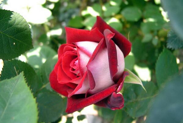 عکس هایی از گل های عاشقانه
