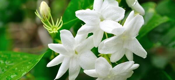 عکس گل یاس سفید زیبا