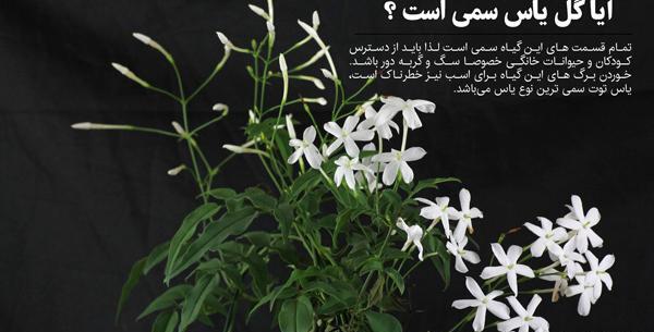 عکس گل یاس سفید زیبا