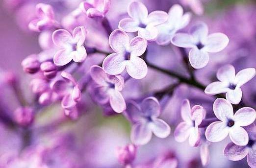 عکس گل یاس سفید زیبا
