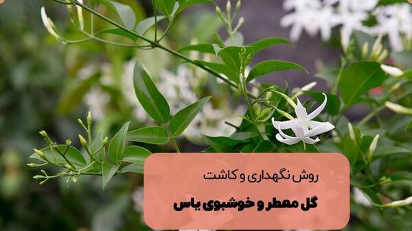 عکس گل یاس سفید زیبا
