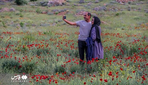 عکس گل خشخاش وحشی