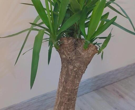 عکس از گل یوکا