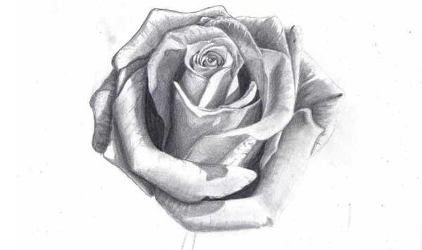 عکس گل سیاه سفید برای طراحی