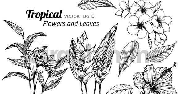 عکس گل سیاه سفید برای طراحی