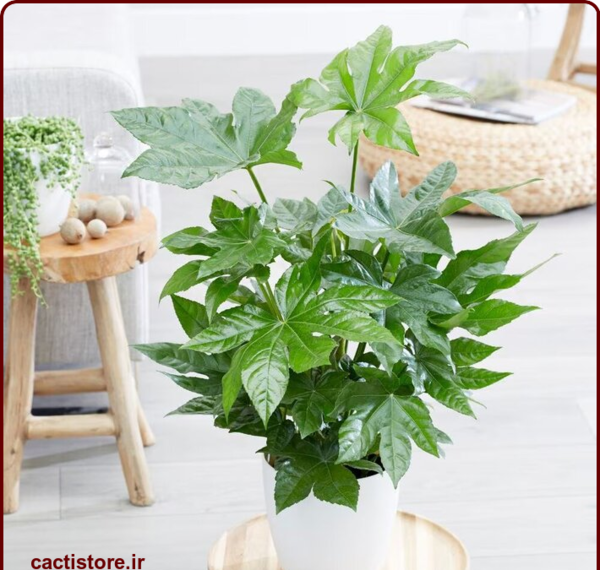عکس گل آپارتمانی برگ پهن