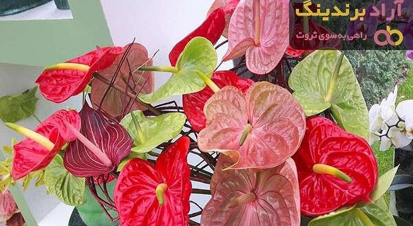 عکس گل آپارتمانی برگ پهن
