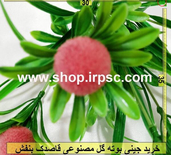 عکس گل قاصدک جدید