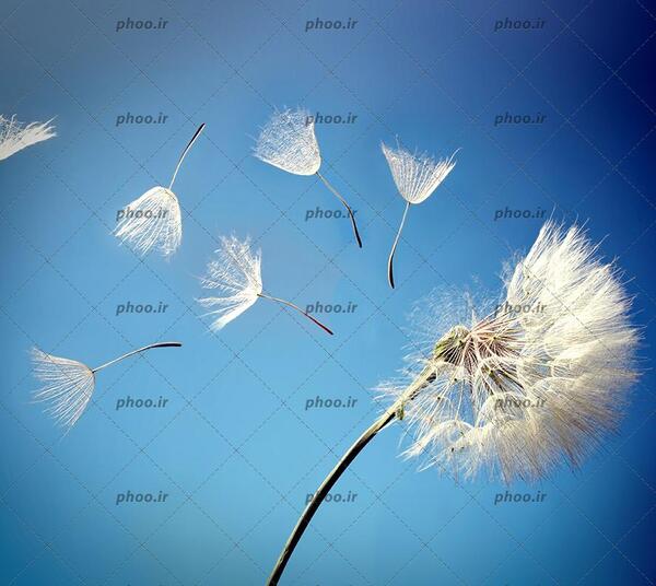 عکس گل قاصدک جدید