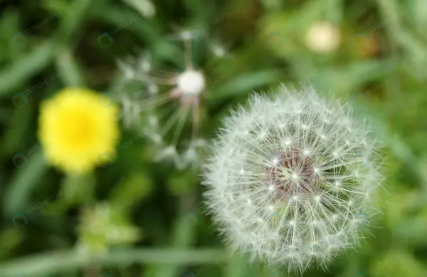عکس گل قاصدک جدید