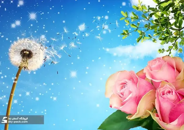 عکس گل قاصدک جدید