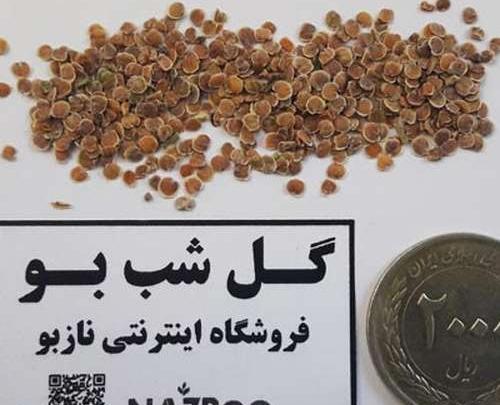 عکس بذر گل شب بو