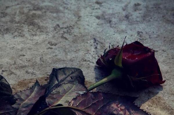 غمگین عکس گل رز مشکی برای پروفایل
