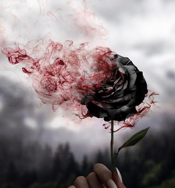 غمگین عکس گل رز مشکی برای پروفایل