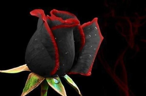 غمگین عکس گل رز مشکی برای پروفایل